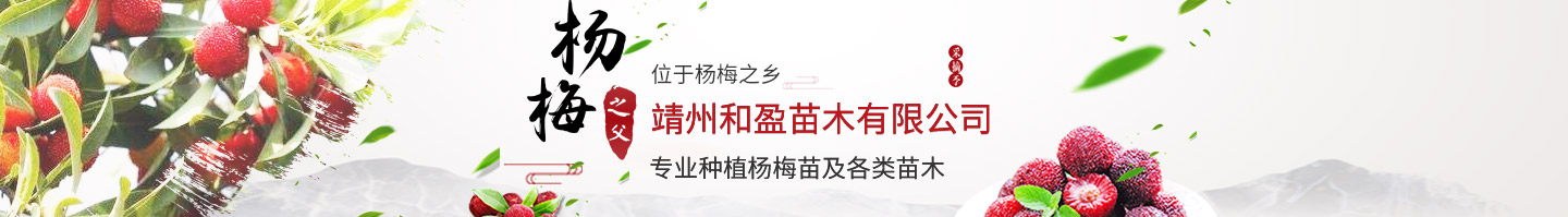 靖州和盈苗木有限公司-靖州縣斷根及移栽楊梅樹(shù)苗、桂花樹(shù)、柚子樹(shù)（黃金貢柚、紅心柚、沙田柚）、黃桃樹(shù)、大五星枇杷樹(shù)、美國(guó)紅楓、紅葉石楠、