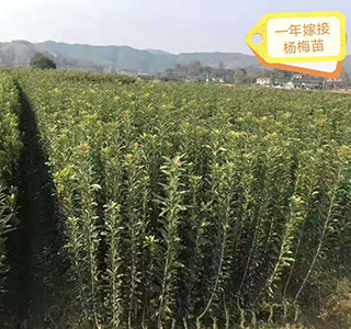 湖南森福木業(yè)有限公司,木結(jié)構(gòu)別墅建造及制作,木涼亭建造及制作,木棧道建造及制作