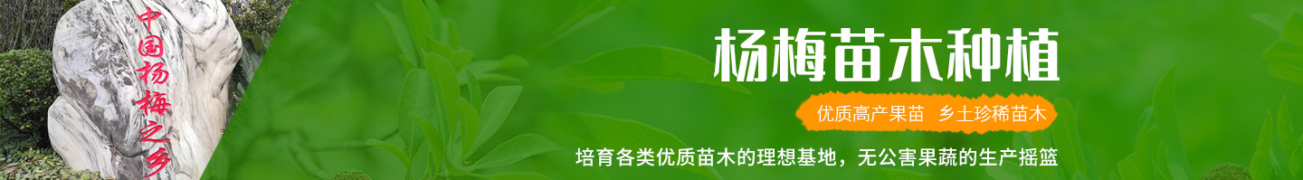 靖州和盈苗木有限公司-靖州縣斷根及移栽楊梅樹苗、桂花樹、柚子樹（黃金貢柚、紅心柚、沙田柚）、黃桃樹、大五星枇杷樹、美國紅楓、紅葉石楠、