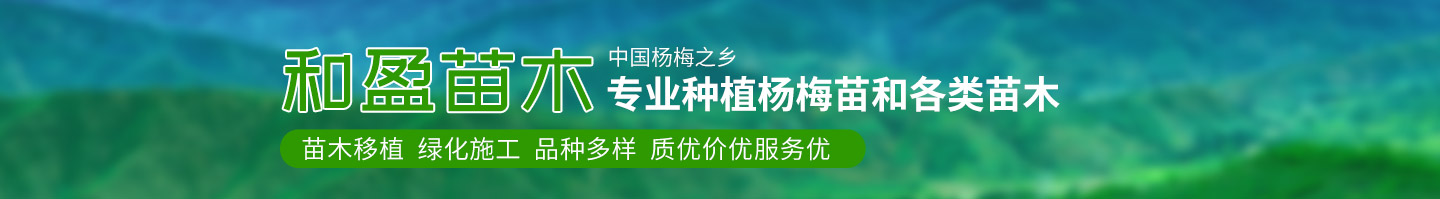 靖州和盈苗木有限公司-靖州縣斷根及移栽楊梅樹苗、桂花樹、柚子樹（黃金貢柚、紅心柚、沙田柚）、黃桃樹、大五星枇杷樹、美國紅楓、紅葉石楠、