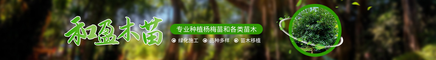 靖州和盈苗木有限公司-靖州縣斷根及移栽楊梅樹苗、桂花樹、柚子樹（黃金貢柚、紅心柚、沙田柚）、黃桃樹、大五星枇杷樹、美國紅楓、紅葉石楠、